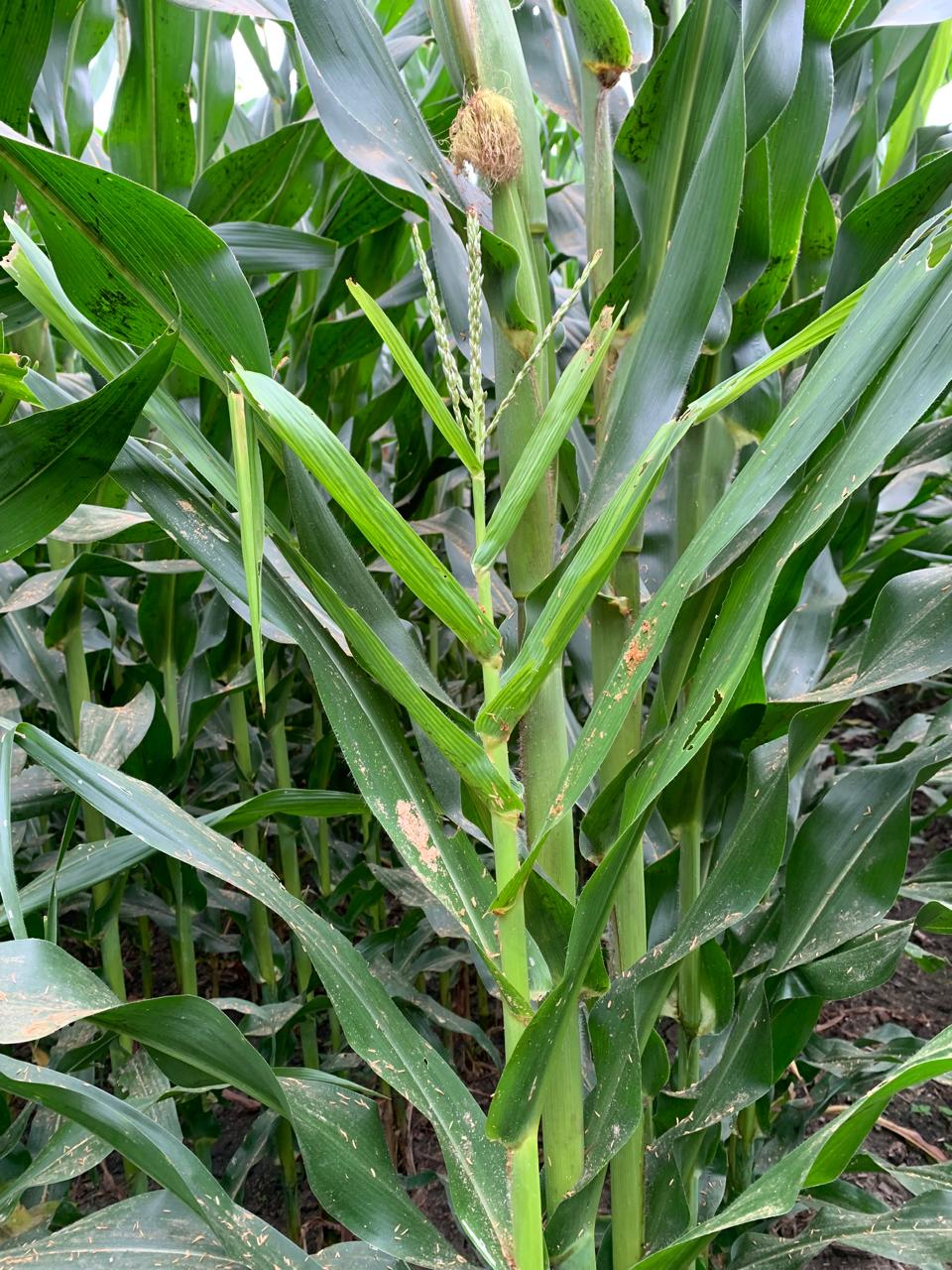 Según Fenalce, esta enfermedad se ha convertido en la principal limitante sanitaria de este cultivo, tanto para la producción de grano como de silo.