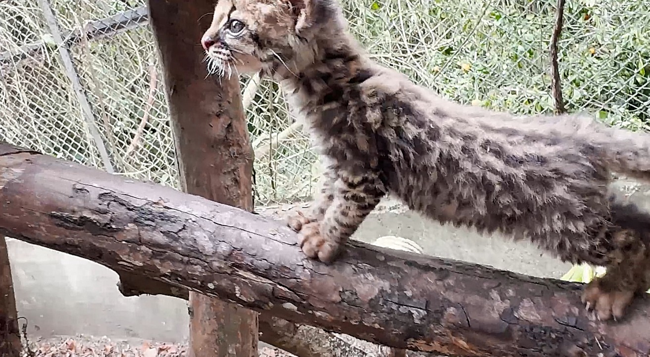 El pequeño felino es sometido a un riguroso proceso de rehabilitación física, sensorial y auditiva.