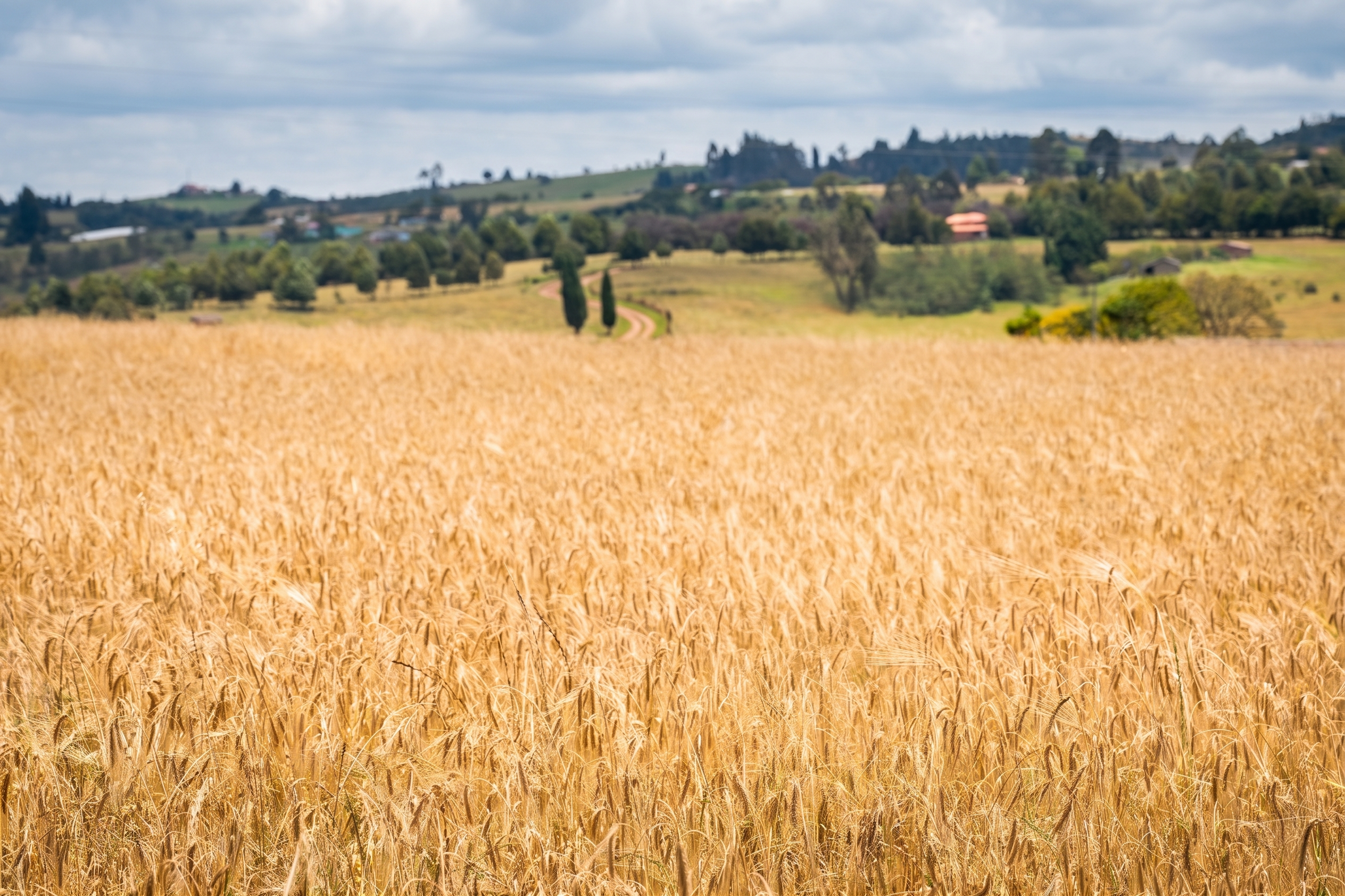 De ser aprobado este arancel 0 % de la cebada para malteado o elaboración de cerveza, se profundizaría la crisis de la seguridad y soberanía alimentaria de Colombia.