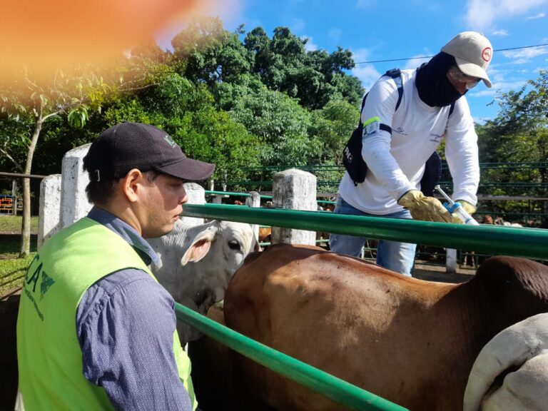 El programa de vacunación contra la fiebre aftosa en Colombia es uno de los más robustos de la región, con la participación de cerca de 720.000 ganaderos.