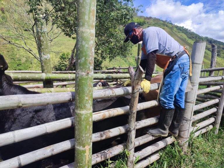 Antes de cada ciclo de vacunación contra la fiebre aftosa, Fedegán recibe del ICA la denominada ‘población marco’ de bovinos, bufalinos y predios (fincas) en todo el territorio nacional para llevar a cabo la inmunización de los animales.
