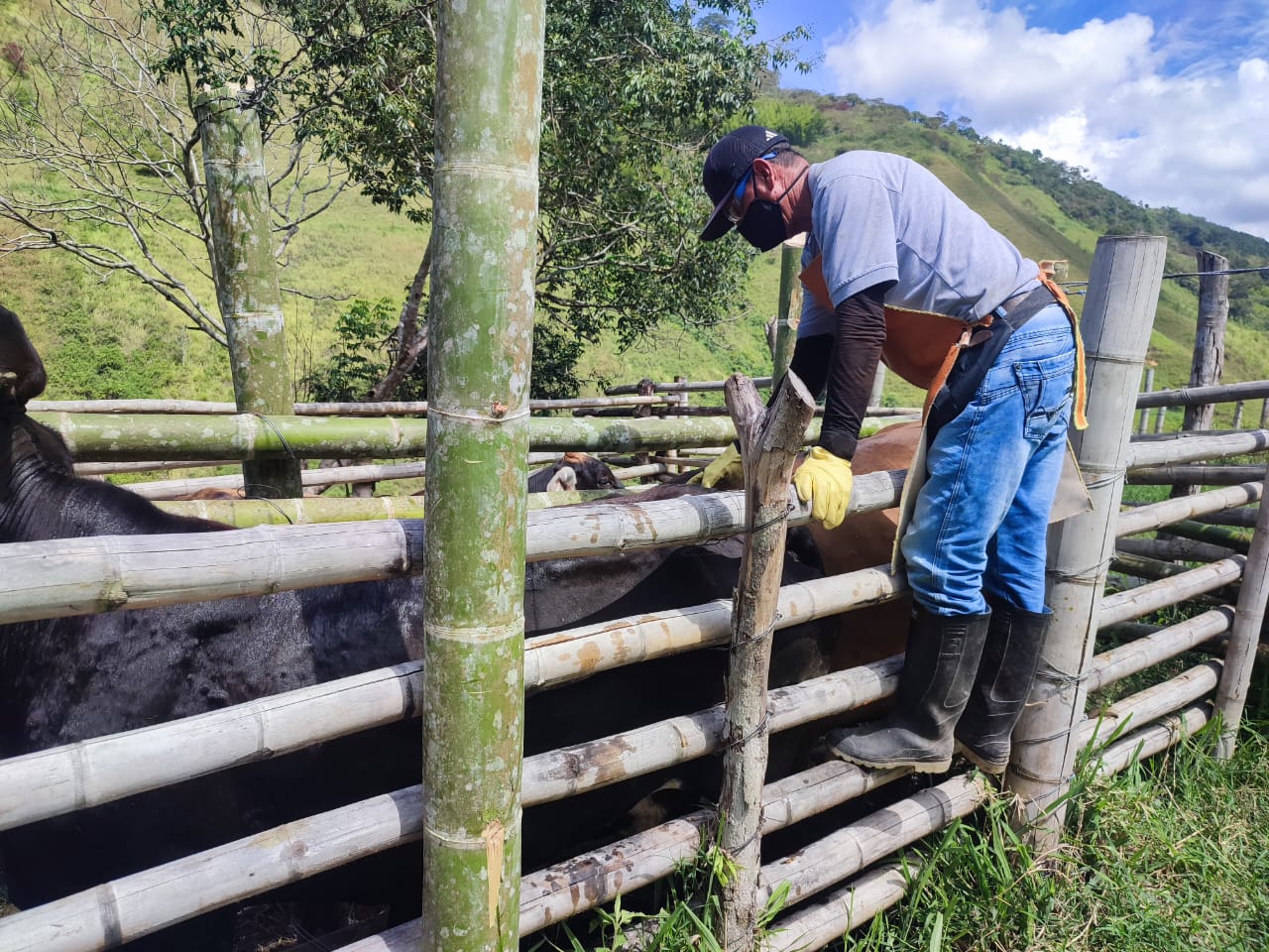Antes de cada ciclo de vacunación contra la fiebre aftosa, Fedegán recibe del ICA la denominada ‘población marco’ de bovinos, bufalinos y predios (fincas) en todo el territorio nacional para llevar a cabo la inmunización de los animales.