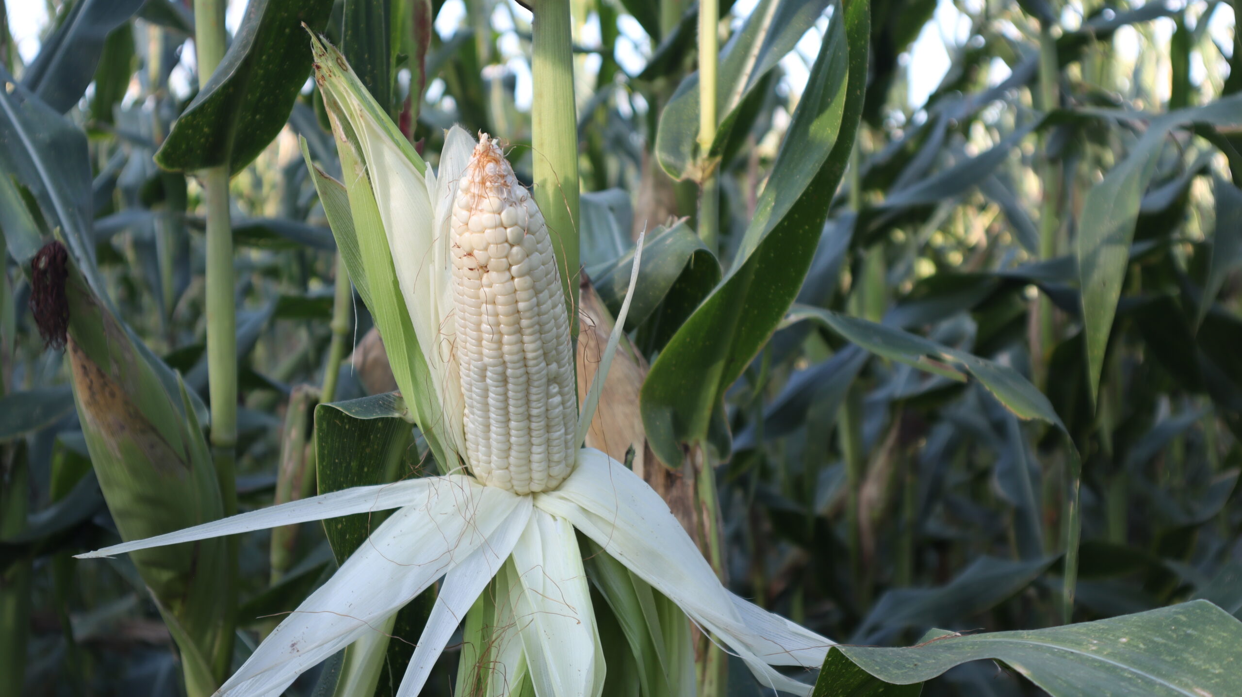 Según Fenalce, las importaciones de maíz blanco pasaron de 6.008 toneladas (enero 2025) a 30.701 t (enero 2026), lo que representa una variación de 411 %.